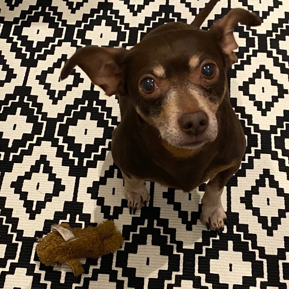 Meet your Posher, JC!